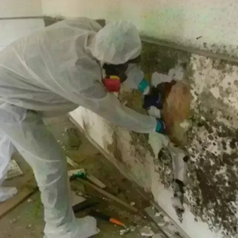 Mold Remediation and Removal in Richland Parish, LA